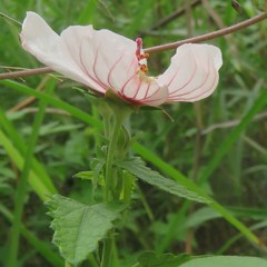 Pavonia hastata