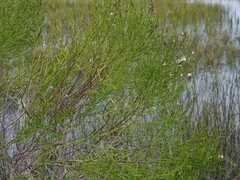 Baccharis angustifolia