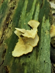 Lentinellus castoreus