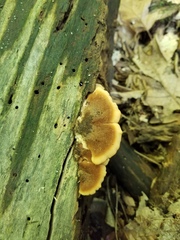 Lentinellus castoreus