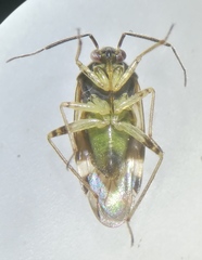 Orthops