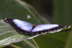 Morpho helenor achillaena