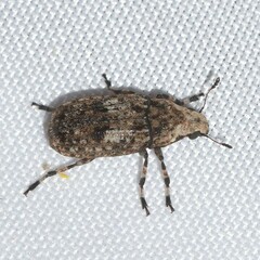 Euparius marmoreus