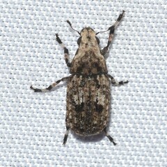 Euparius marmoreus
