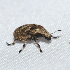 Euparius marmoreus