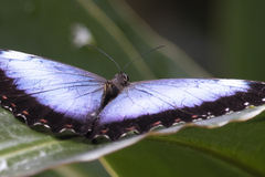 Morpho helenor achillaena