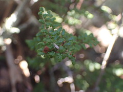 Anemia caffrorum