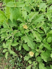 Physalis viscosa