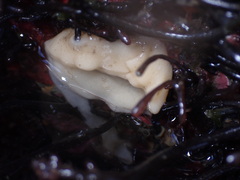 Diaulula sandiegensis