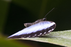 Morpho helenor achillaena