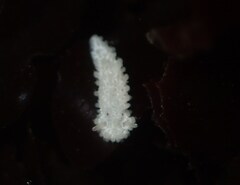 Aegires albopunctatus