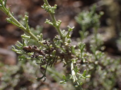 Pentzia incana