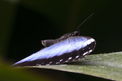 Morpho helenor achillaena