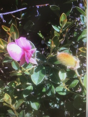 Podalyria myrtillifolia
