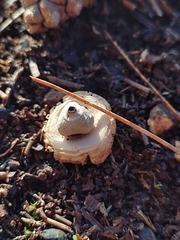 Geastrum