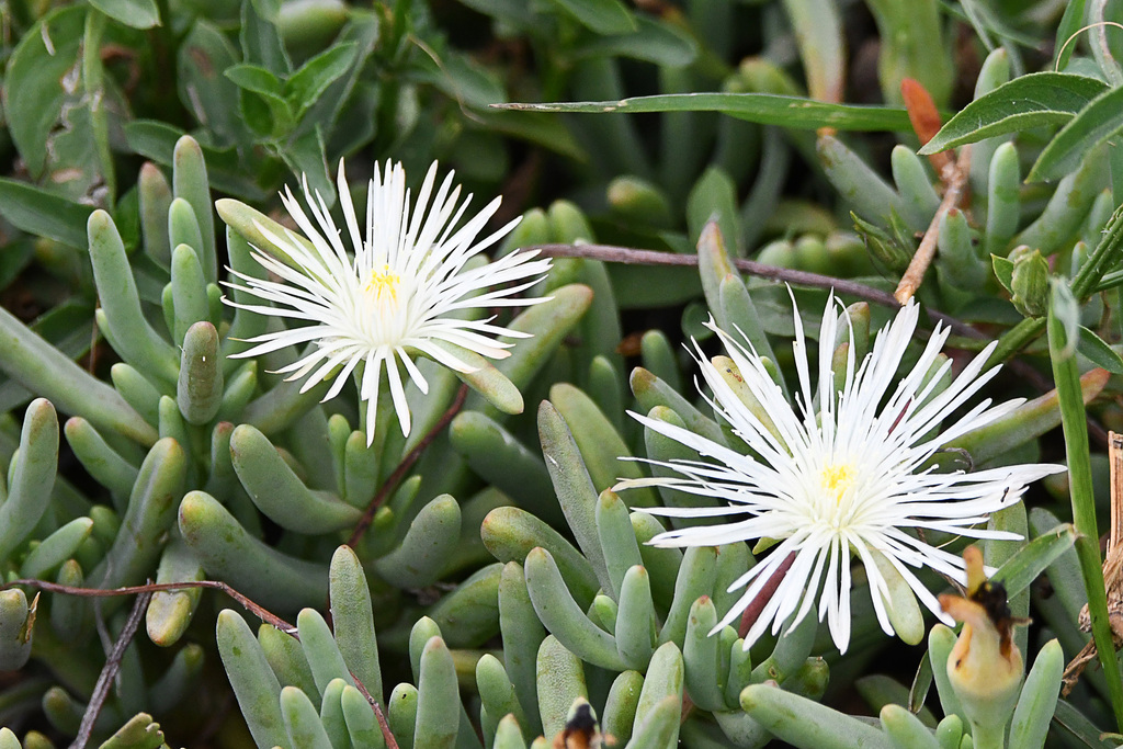 Mesembryanthemum rhizophorum