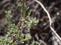 Pentzia incana