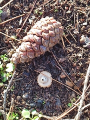 Geastrum