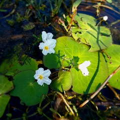 Nymphoides indica
