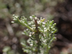 Pentzia incana