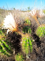 Trichocereus candicans