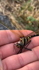 Macromia pacifica