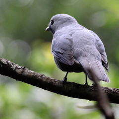 Coracina caesia caesia