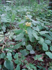 Lamium galeobdolon montanum