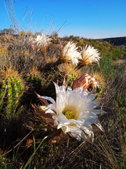 Trichocereus candicans