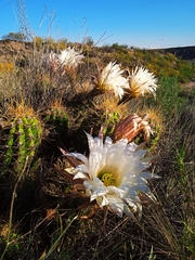 Trichocereus candicans