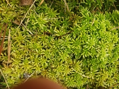 Sphagnum affine