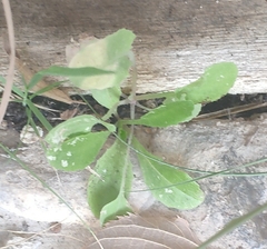 Reichardia picroides