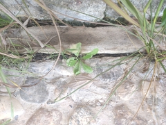 Reichardia picroides