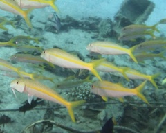 Mulloidichthys vanicolensis