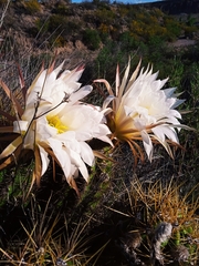 Trichocereus candicans