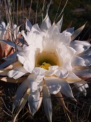 Trichocereus candicans