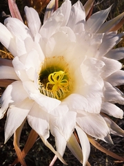 Trichocereus candicans