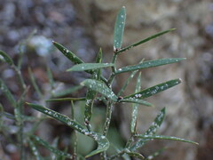 Asparagus striatus