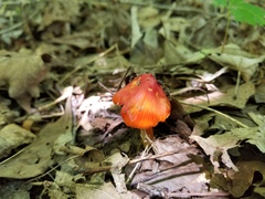 Hygrocybe acutoconica microspora