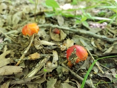 Hygrocybe acutoconica microspora