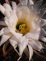 Trichocereus candicans