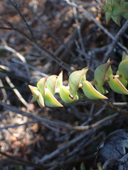 Crassula perforata
