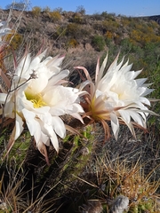 Trichocereus candicans