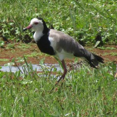 Vanellus crassirostris