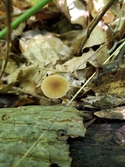 Simocybe serrulata