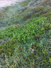 Dimorphotheca fruticosa