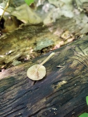 Simocybe serrulata