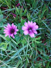 Dimorphotheca fruticosa