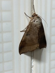 Thyas coronata