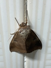 Thyas coronata